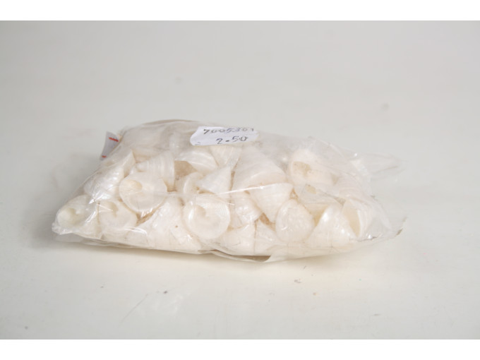 РАПАН E. Grandinatus Asstd size Pearlized 55-4-1000