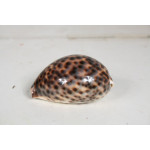 РАПАН Cyprea Tigris 3-3.5” 53-2-123430
