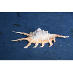 РАПАН Lambis Scorpio 5-6” 62-3-4050