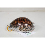 РАПАН Cyprea Tigris 2.5-2.75” 53-2-123410