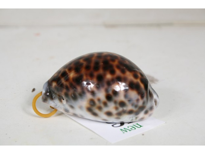РАПАН Cyprea Tigris 2.5-2.75” 53-2-123410