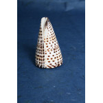 РАПАН conus litteratus 3-4