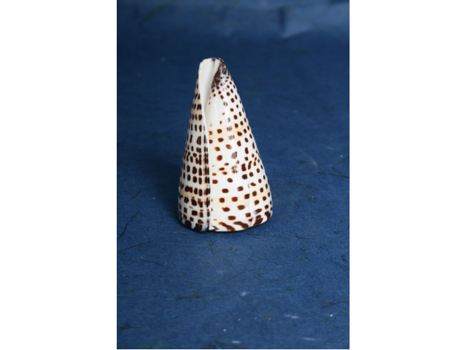 РАПАН conus litteratus 3-4