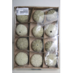СПУТНИК green denuded sea urchin 2-3