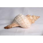 РАПАН TRAPEZIUM FASCIOLARIA 5-6” 56-3-1050