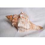 РАПАН TRAPEZIUM FASCIOLARIA 4-5” 56-3-1040