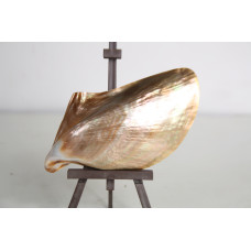 РАПАН PTERIA PENGUIN PEARLIZED  5