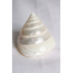 РАПАН TROCHUS SALZETICUS WHITE 2.5