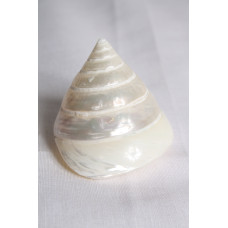 РАПАН TROCHUS SALZETICUS WHITE 2.5