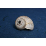 РАПАН BULLA AMPULACEA 2