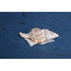 РАПАН CYMATIUM PILEARE 2-3