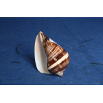 РАПАН FIBER CONCH  POLISHED 3-4