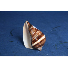 РАПАН FIBER CONCH  POLISHED 3-4