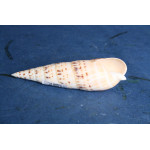 РАПАН TEREBRA MACULATA 5