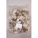 МИДИ MUREX ENDIVIA SHORTSPINES ASSTD SIZE КГ.63-3-48000