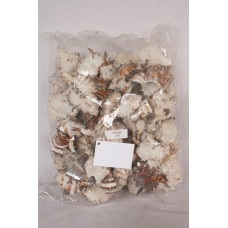 МИДИ MUREX ENDIVIA SHORTSPINES ASSTD SIZE КГ.63-3-48000