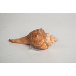 РАПАН HEMIFUSUS CARNIFERI 3-5