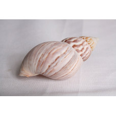 ОХЛЮВ ACHATINA FULICA 3